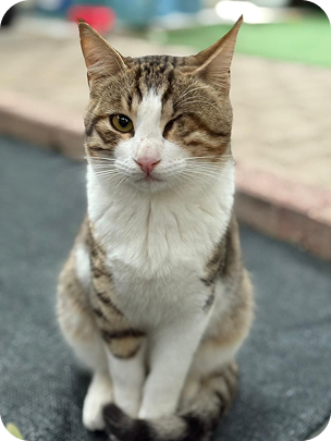 Cat1.original