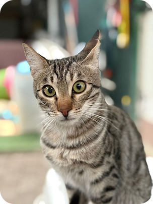 Cat2.original