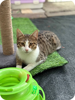 Cat3.original