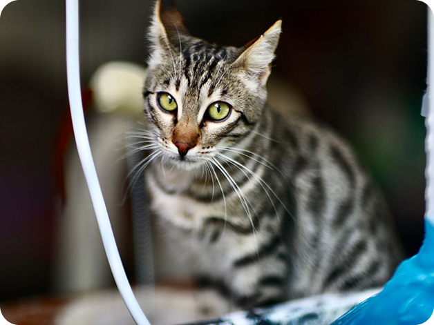 Cat8.original
